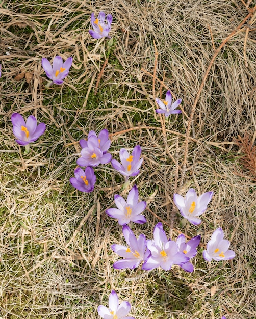 Wild Violet Croci of Crocus Sativus