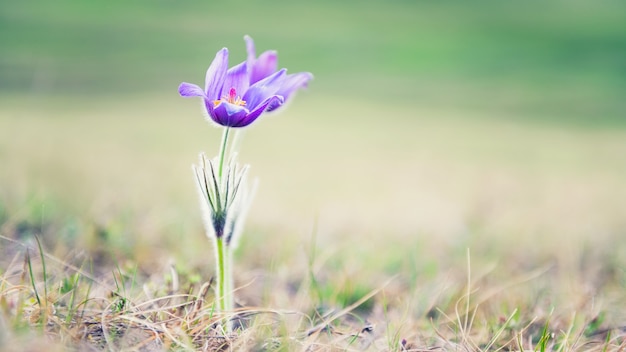 Wild violet crocuses in the forest. Macro image, shallow depth of field. Beautiful spring nature background