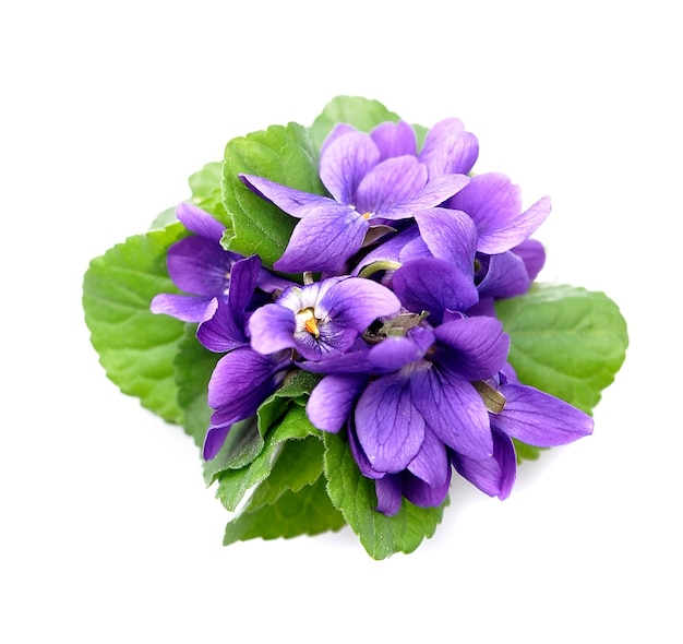 Wild violet flowers isolated.