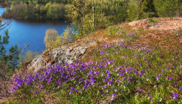 Wild violet flowers on the rocks above the lake spring landscape of northern nature