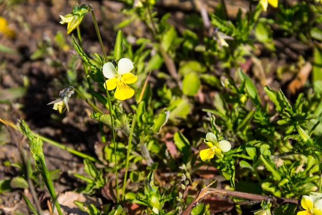 Wild viooltje op de weide