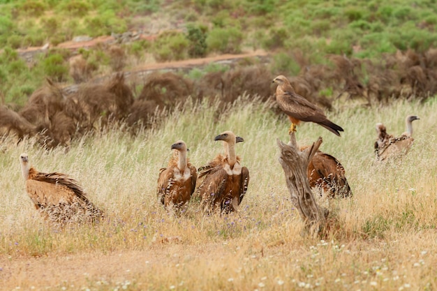 Avvoltoi selvaggi nella natura