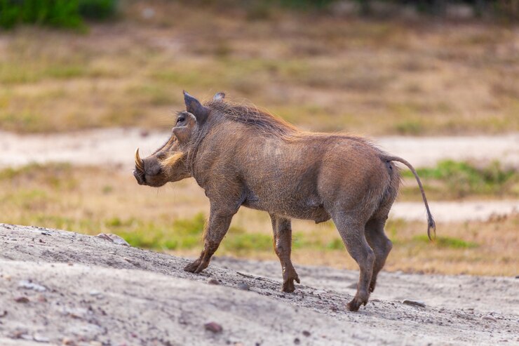 南アフリカのアッド国立公園を歩く野生のイボイノシシ