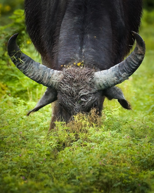 Foto bufalo selvatico maschio primo piano girato a testa in giù e pascolo erba lussureggiante nel parco nazionale di yala bufalo selvatico maschio cornuto curvo