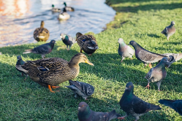 Wild waterfowl duck walks on green grass with pigeons near a clean lake on a sunny summer day in Russia