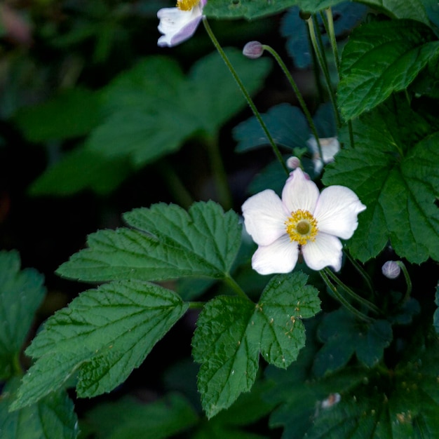 Wild white anemones blooming in spring in the forest