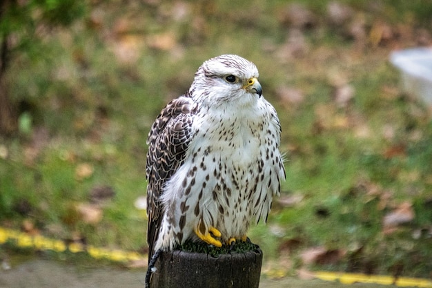 wild white eagle on the ground looking to the right