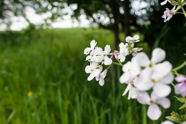 Wild white flower on the field