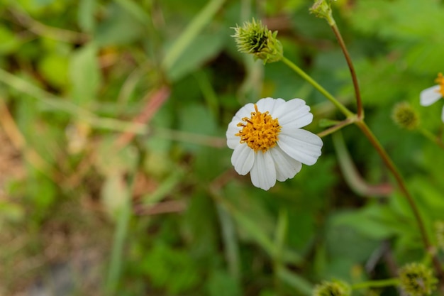 Wild white flower when is blossom at the spring time