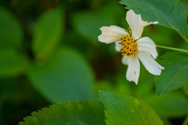 Wild white flower when is blossom at the spring time