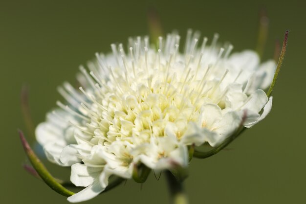 Wild white flower