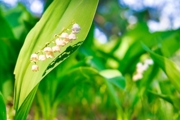 Foto giglio bianco selvaggio dei fiori della valle nella macro verde della foresta si chiuda