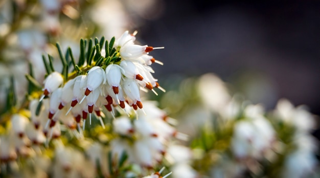 Photo wild white  heather,  macro