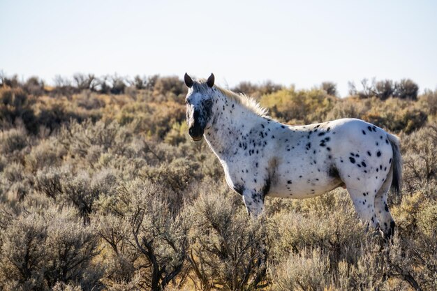 ニューメキシコの砂漠の野生の白い馬