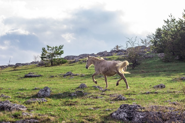 Wild white horse in the mountains