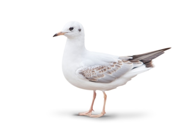 Wild white seagull. isolated