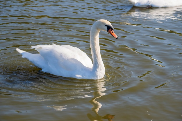 Wild white swans swim in the water on the pond at sunny day, close up. Kyiv, Ukraine