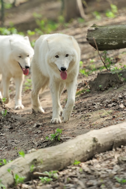 Foto lupo bianco selvaggio nel bosco
