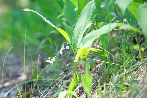 野生の野花フィールド/自然の風景、抽象的な背景ビュー夏の花の詳細花