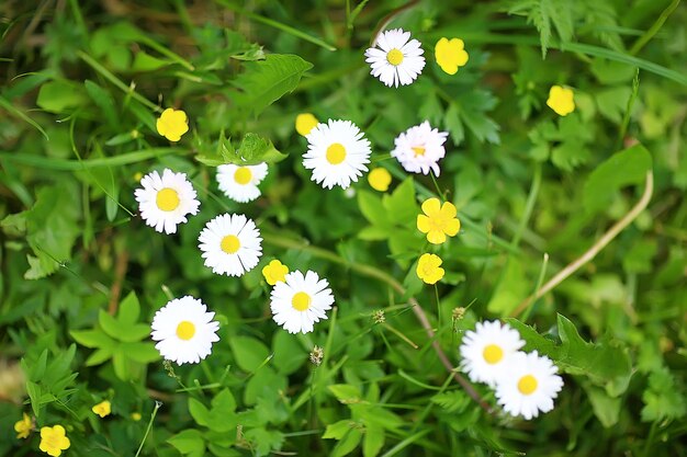 写真 野生の野花フィールド/自然の風景、抽象的な背景ビュー夏の花の詳細花