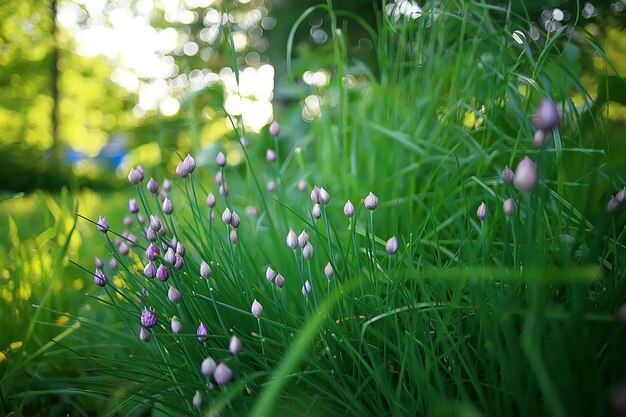 野生の野花フィールド/自然の風景、抽象的な背景ビュー夏の花の詳細花