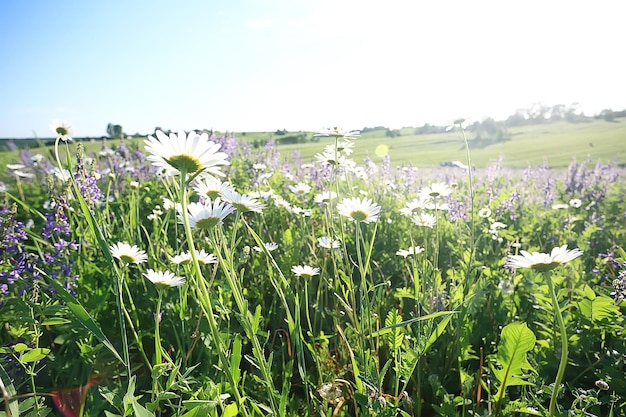 野生の野花フィールド/自然の風景、抽象的な背景ビュー夏の花の詳細花