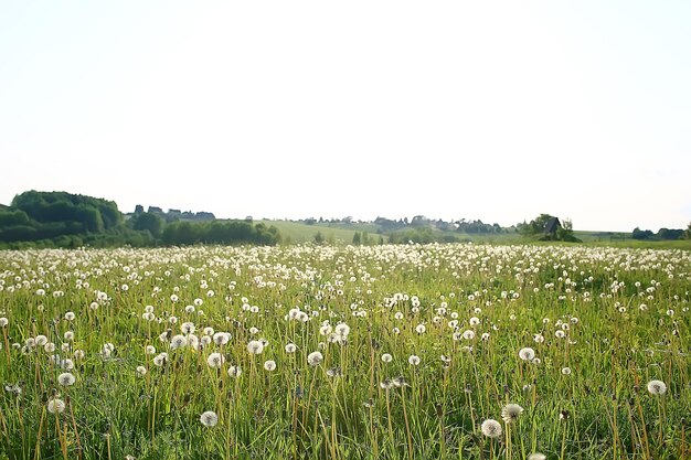 wild wildflowers field / nature landscape, abstract background view summer flowers details flower