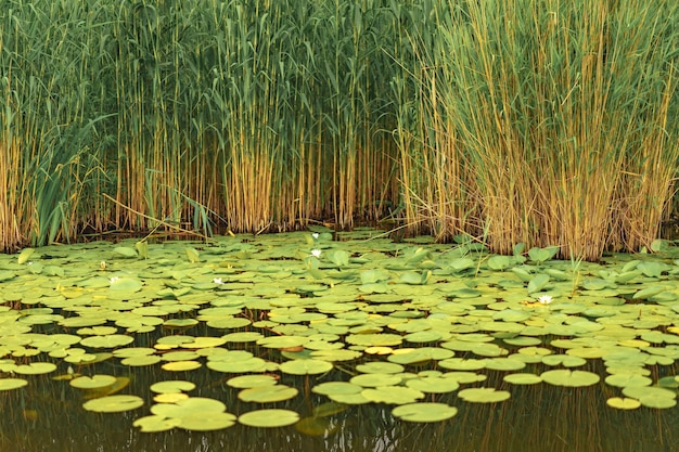 Wild withe waterlilies