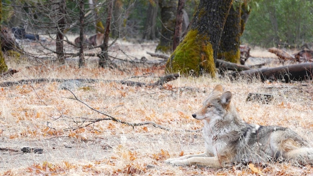 야생 늑대 동물 코요테 또는 coywolf 요세미티 숲 야생 동물 캘리포니아 동물군