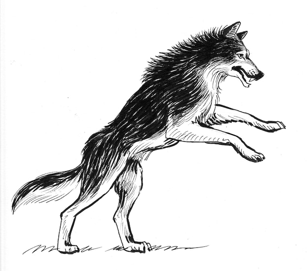 Wild wolf. Ink black and white drawing