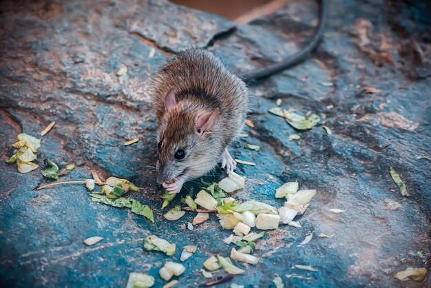 森の大きな岩の上で緑のvagetablesを食べる野生のモリアカネズミ