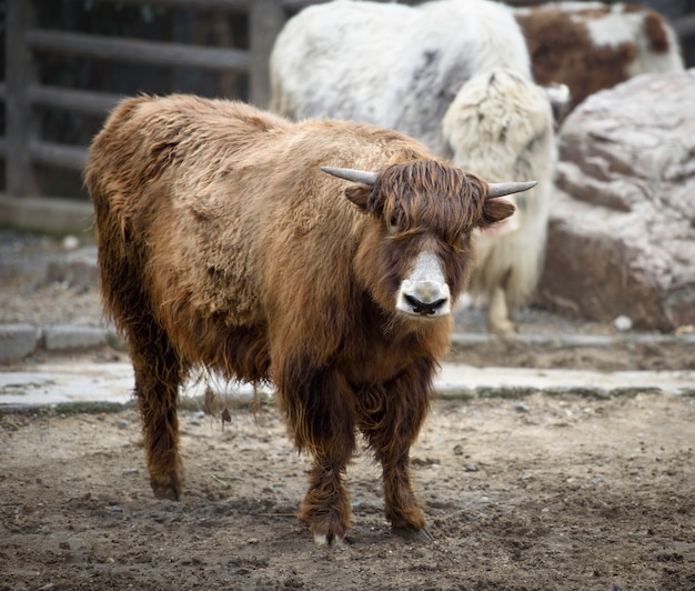 Yak selvatici in una fattoria