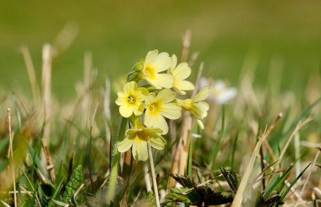 Wild Yellow Crocus