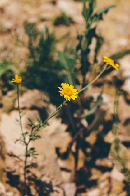 Fiori selvaggi della margherita gialla sulla scogliera