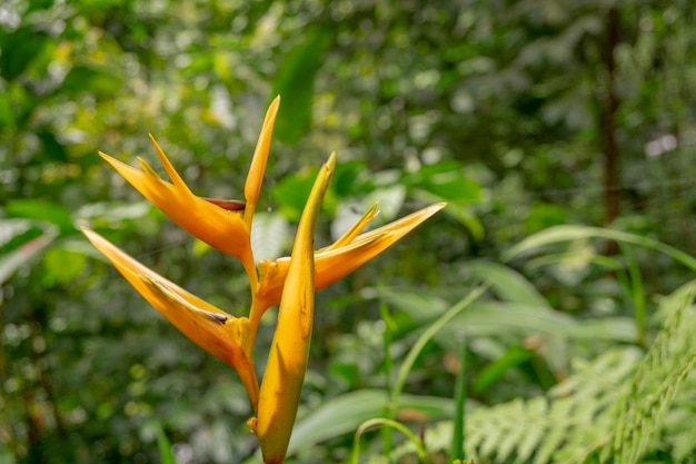 Wild yellow flower decorative banana plant on the rainforest.