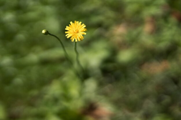 Wild yellow flower in grass field blurred background