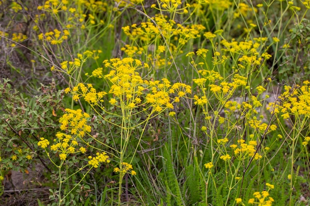 Wild yellow flower, scientific name; Ridolfia