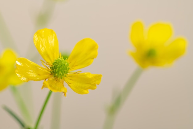 ベージュ色の背景に野生の黄色い花