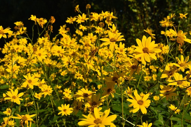 Photo wild yellow flowers in the countryside