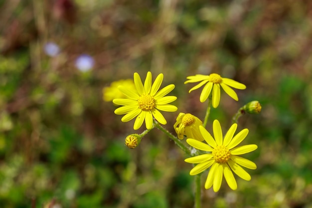 Wild yellow flowers on field closeup