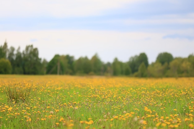 wild yellow flowers in a field landscape