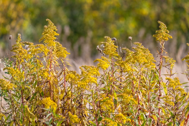 Wild yellow flowers of goldenrod in autumn field