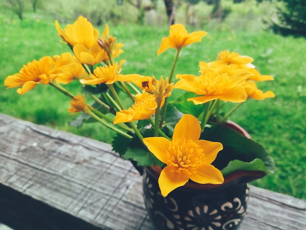 Wild yellow flowers in jug