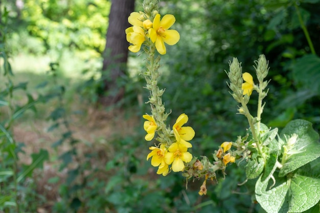 薬に使われる野生の黄色い花