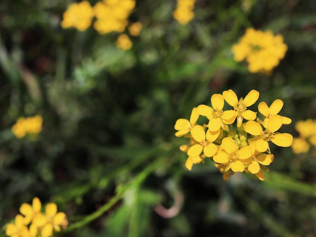 Wild yellow flowers