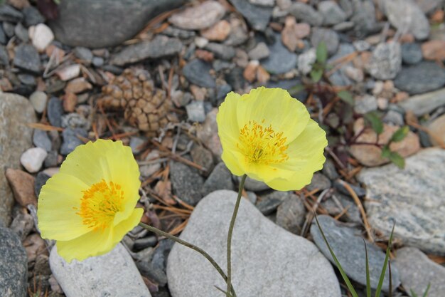 Photo wild yellow flowers