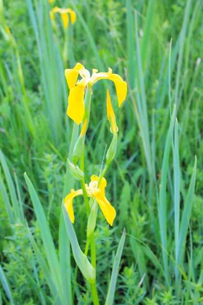 野生の黄色いアイリスの花