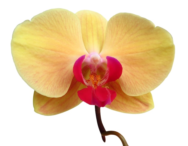 Wild yellow orchid