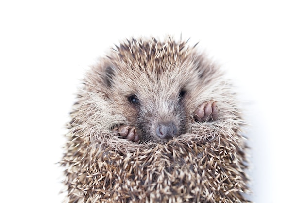 The wild young hedgehog curled into a ball. view from above