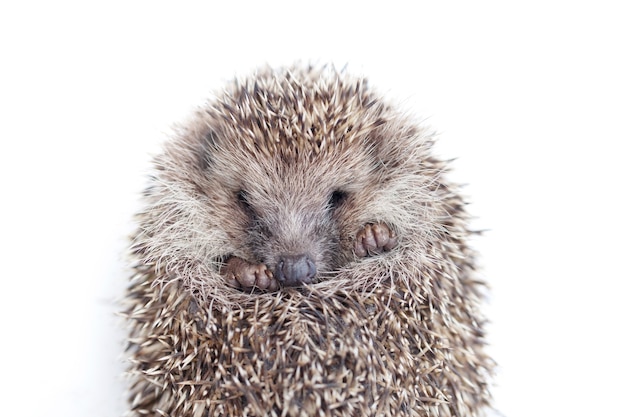 The wild young hedgehog curled into a ball. view from above